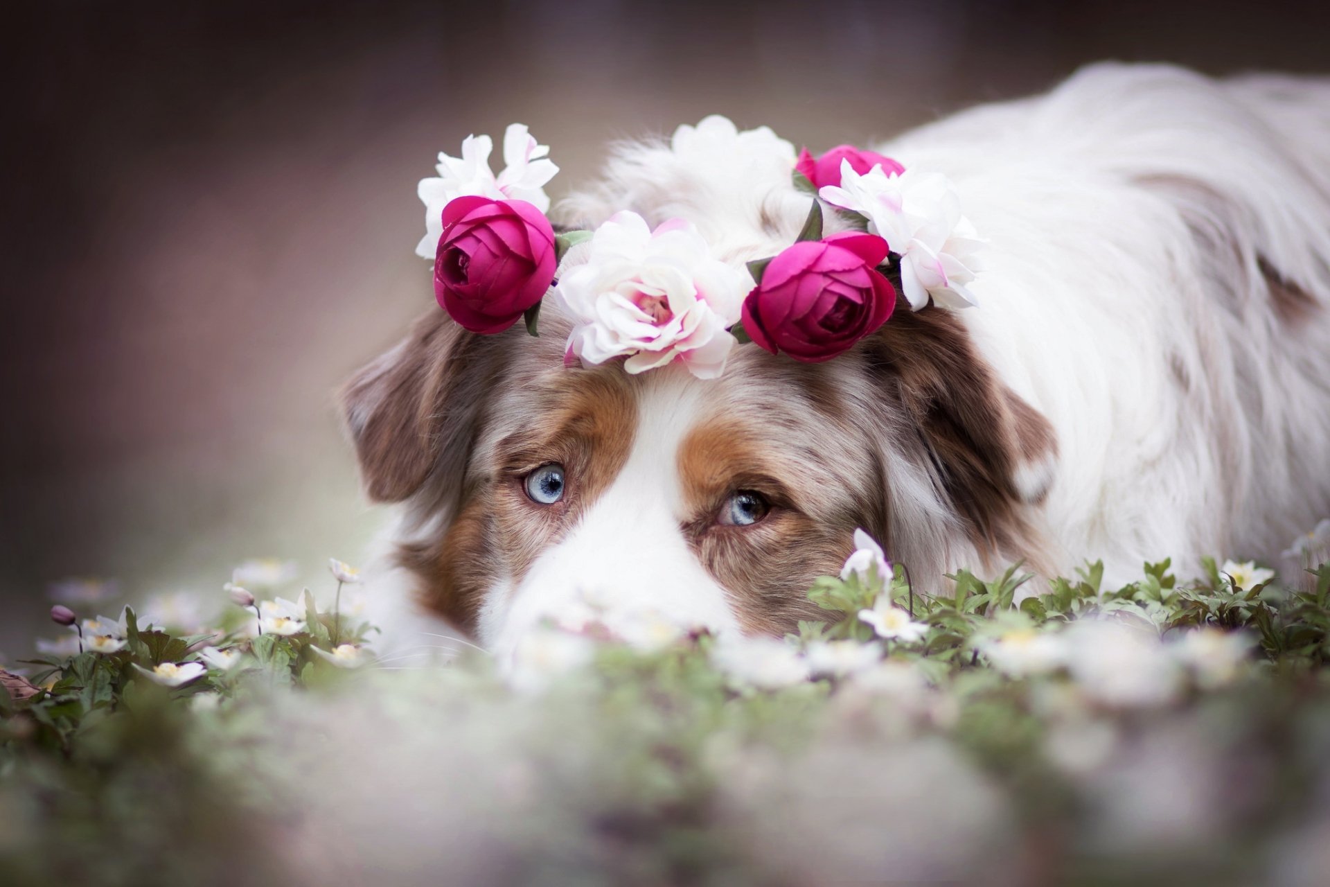 Download Wreath Dog Animal Australian Shepherd HD Wallpaper