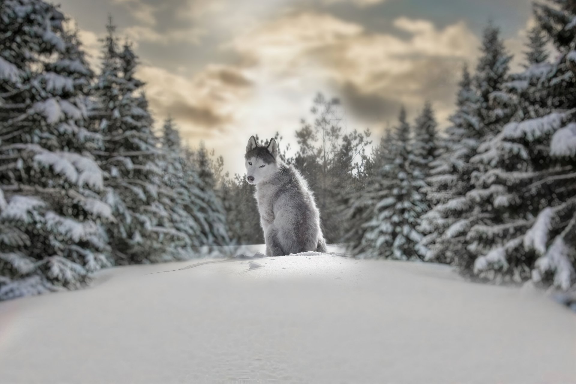 HD desktop wallpaper featuring a husky in a snowy winter forest. The depth of field creates a serene and focused composition with snow-covered trees in the background.