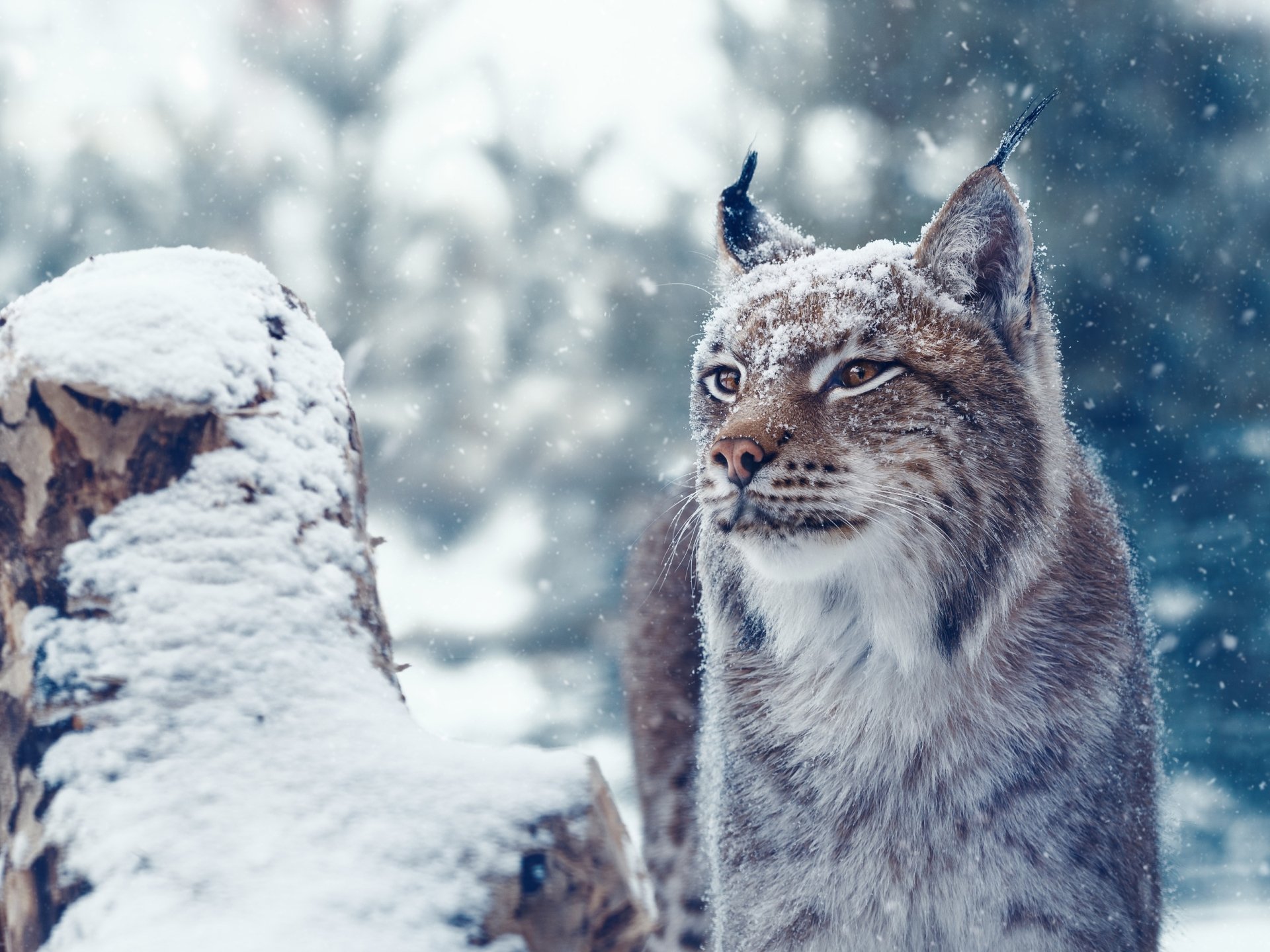 HD PC desktop wallpaper/background showing a lynx (animal) in a snowy forest — close-up portrait with falling snow and a snow-covered log.