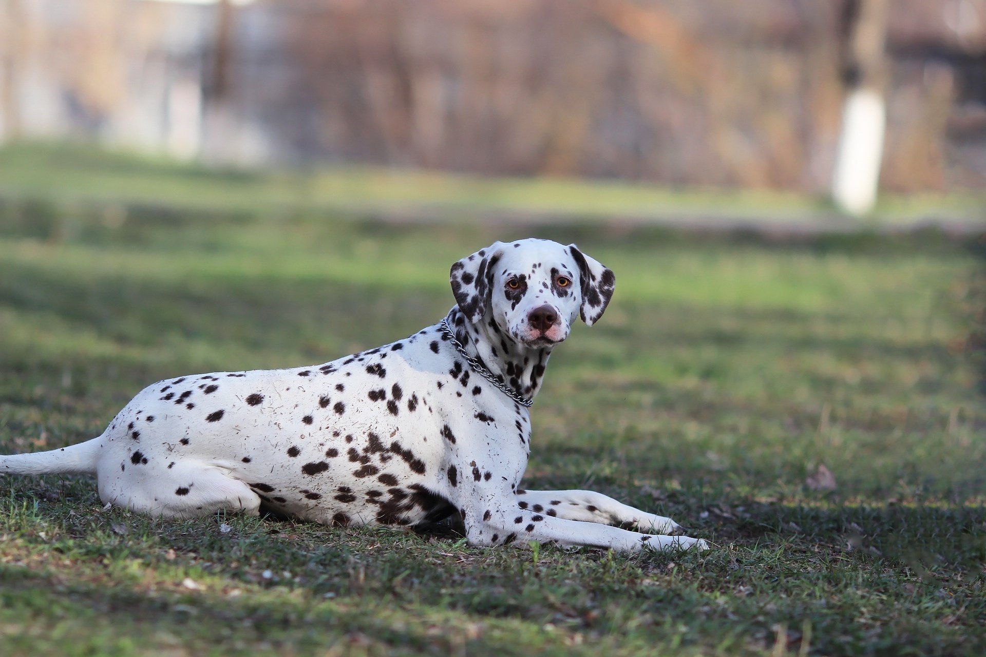 Animal Dalmatian HD Wallpaper
