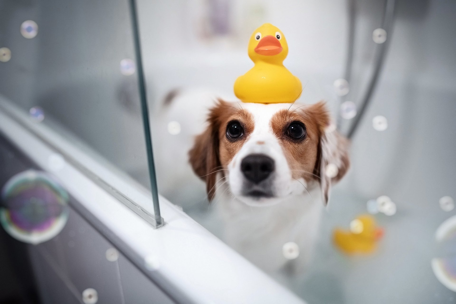 Download Bath Bubble Animal Dog HD Wallpaper