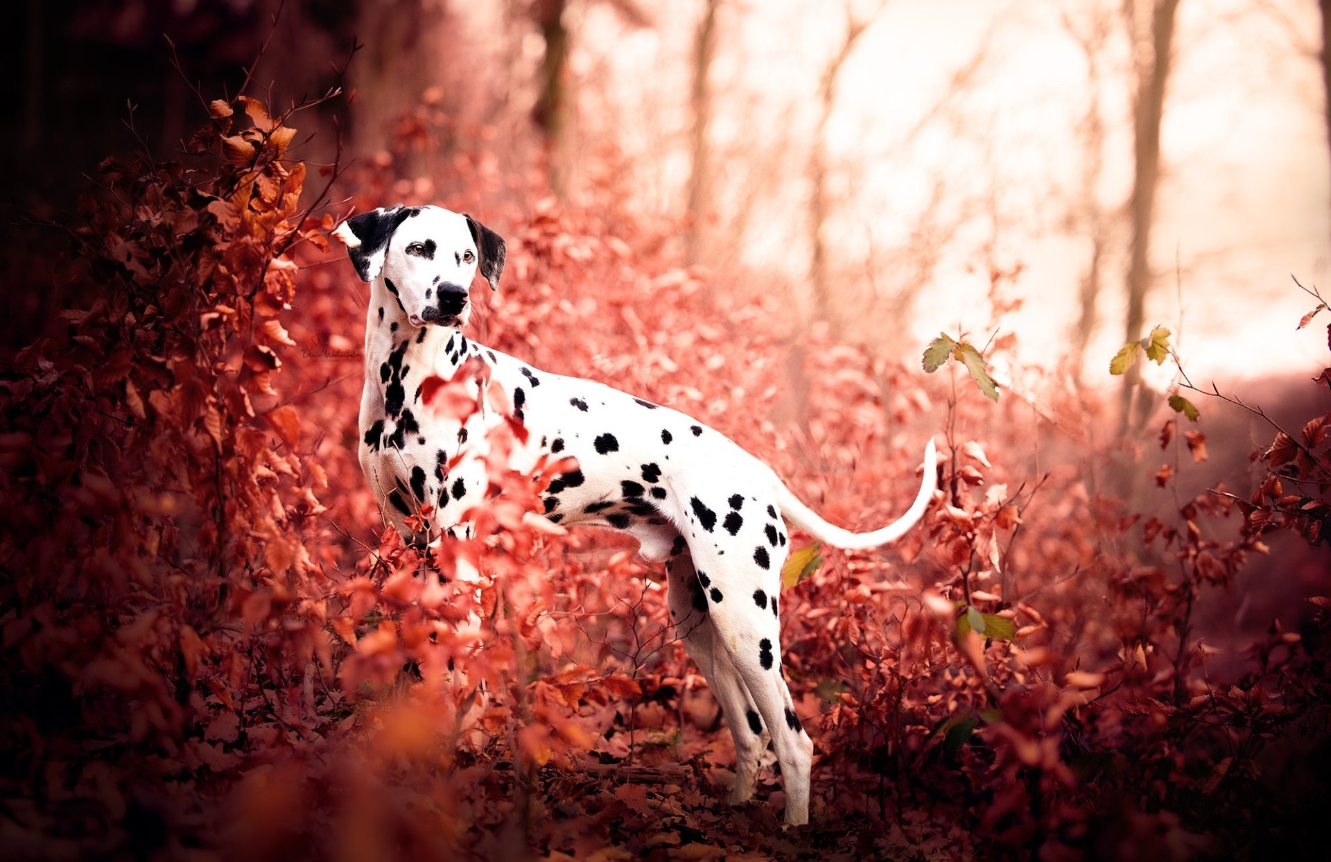 Download Dog Animal Dalmatian HD Wallpaper