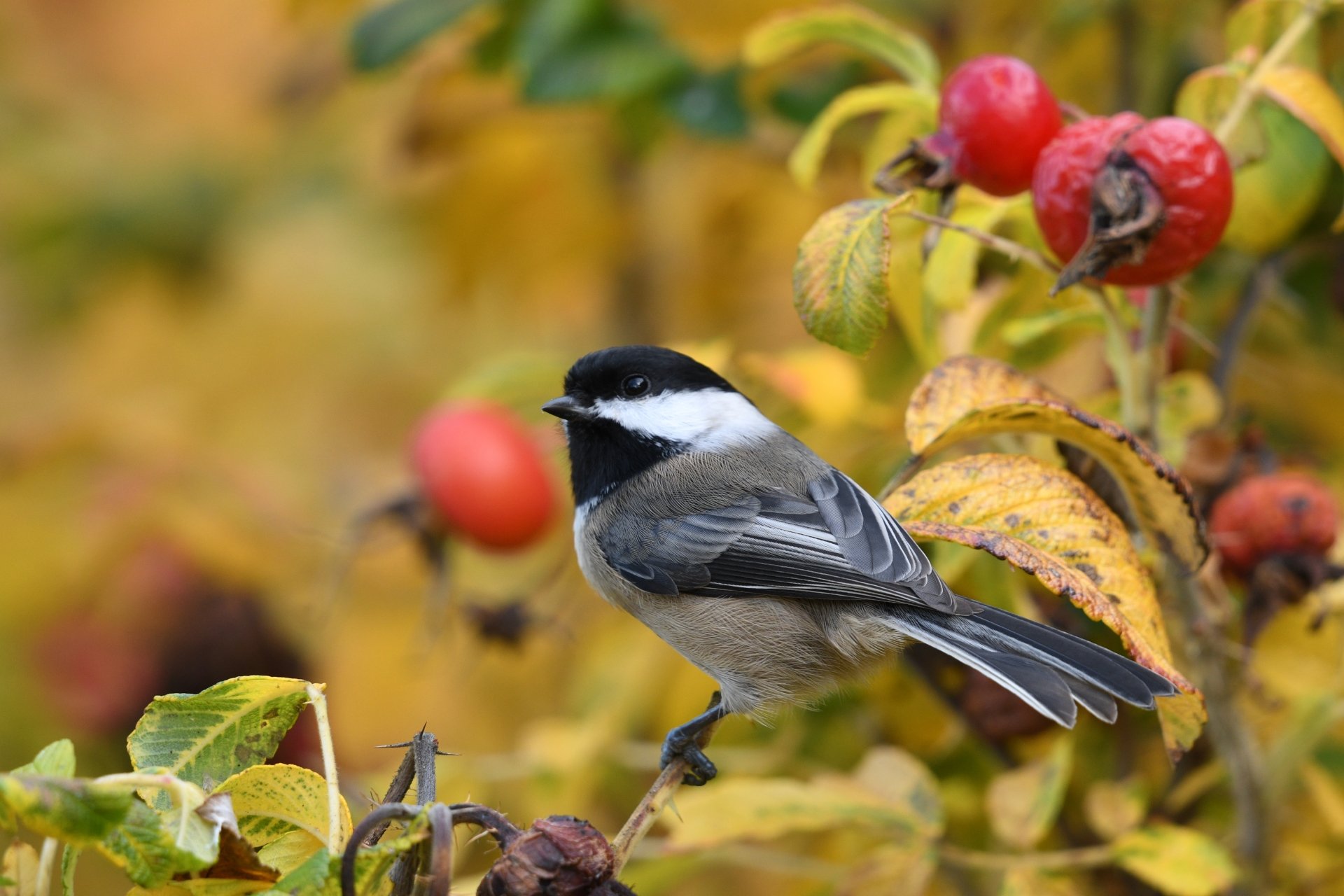 A titmouse bird perched on a branch with red berries and autumn foliage, captured in sharp detail for a 4K Ultra HD PC desktop wallpaper background.