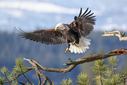 A majestic bald eagle, a powerful bird of prey, spreads its wings over pine branches in this vivid 4K Ultra HD desktop wallpaper and background.