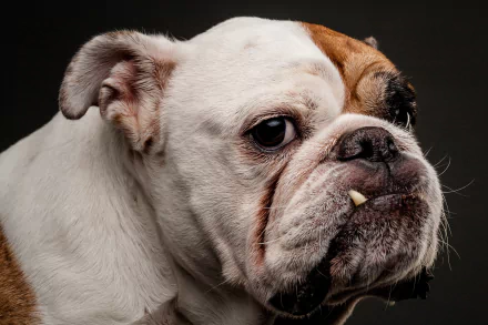 dog Animal english bulldog HD Desktop Wallpaper | Background Image