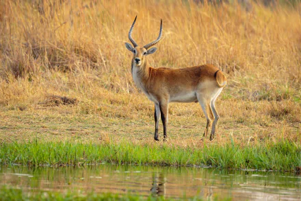 Lechwe antelope at a grassy water’s edge in warm golden light, presented as a 4K Ultra HD PC desktop wallpaper/background.