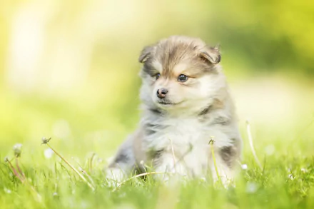 Fluffy Finnish Lapphund puppy sitting in sunlit grass, a baby dog and animal captured as a 5K Ultra HD PC desktop wallpaper background.