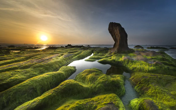 Algae-Covered Rocks by Quang Nguyen vinh