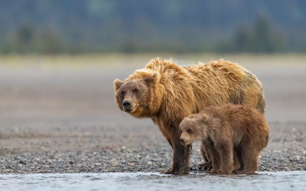  Momma and Baby Bear Drinking at the River
