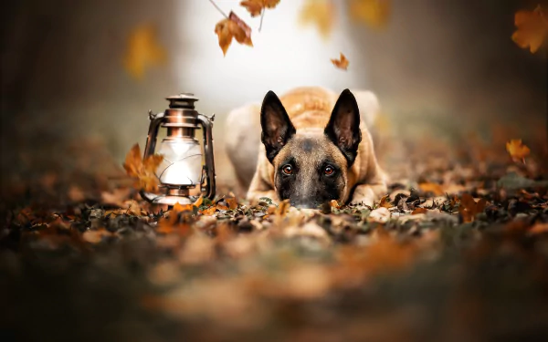 depth of field lantern dog Animal belgian shepherd HD Desktop Wallpaper | Background Image