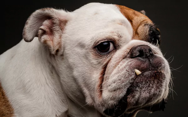 dog Animal english bulldog HD Desktop Wallpaper | Background Image