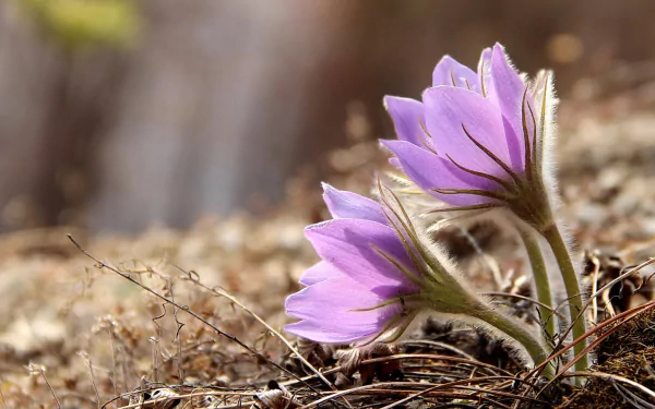 nature anemone HD Desktop Wallpaper | Background Image
