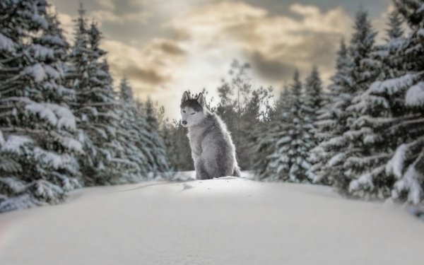 Animal Husky Dogs Winter Depth Of Field HD Wallpaper | Background Image