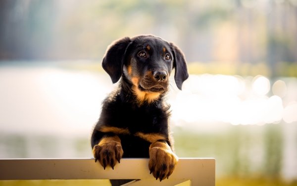 Animal Dachshund Dogs Dog HD Wallpaper | Background Image
