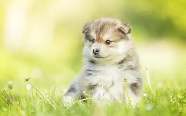 baby animal finnish lapphund dog Animal puppy HD Desktop Wallpaper | Background Image