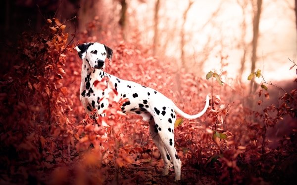Animal Dalmatian Dogs Dog HD Wallpaper | Background Image
