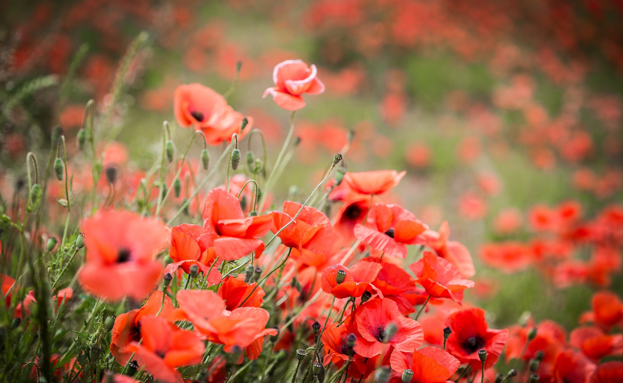 Amapola Fondo de pantalla HD | Fondo de Escritorio | 2048x1260