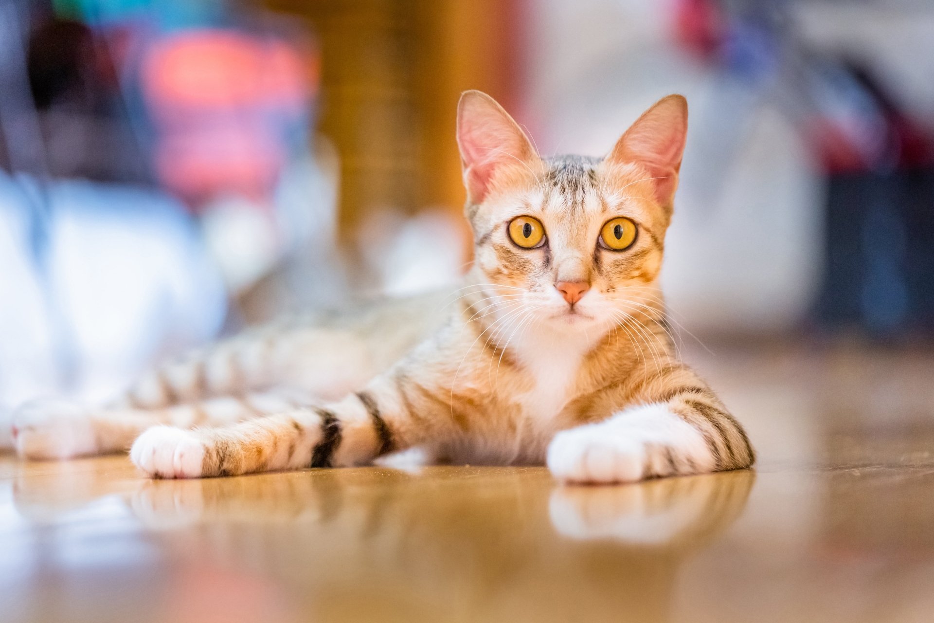 4K Ultra HD PC desktop wallpaper of a tabby cat with amber eyes lounging on a polished wooden floor, animal portrait style background.
