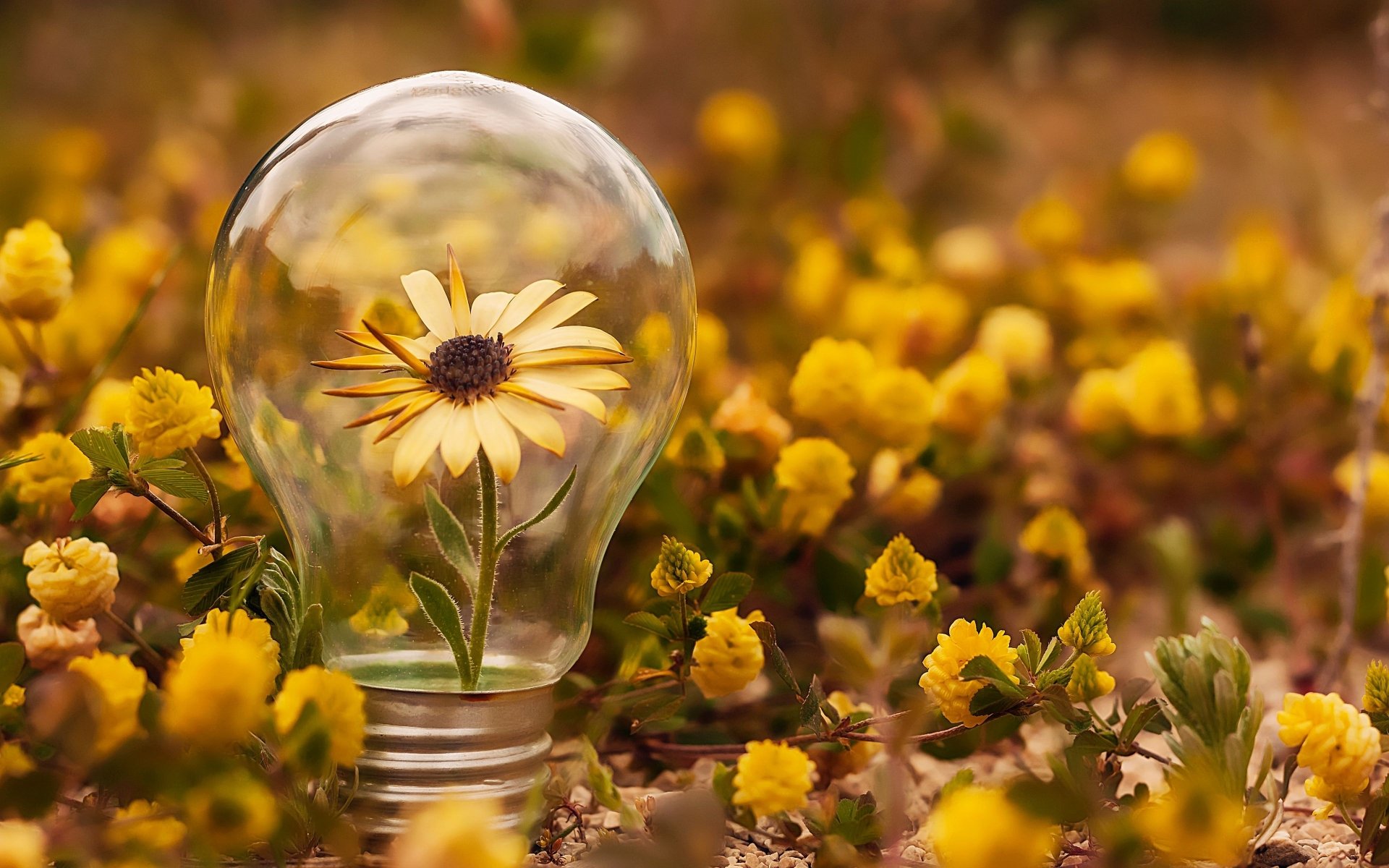 Download Yellow Flower Man Made Light Bulb 4k Ultra HD Wallpaper