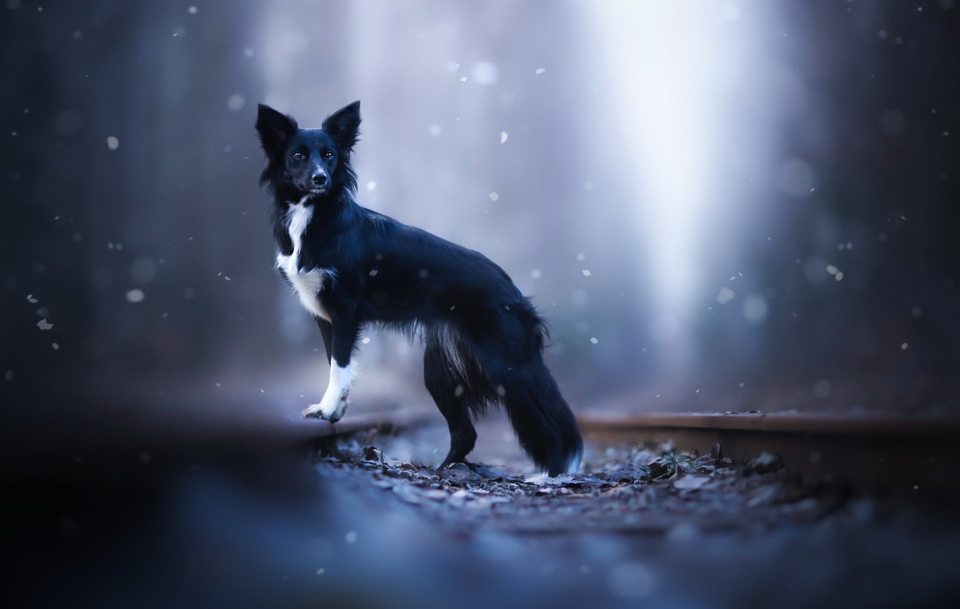 Download Depth Of Field Animal Dog Black Dog HD Wallpaper