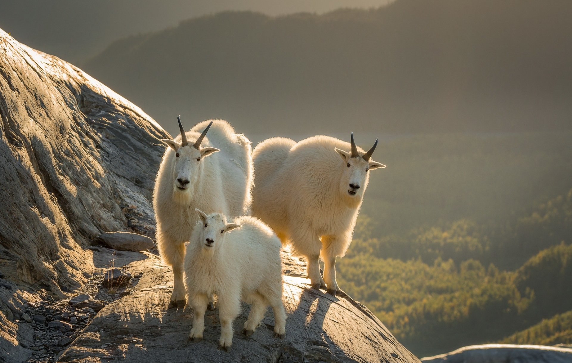 Download Baby Animal Goat Animal Mountain Goat HD Wallpaper