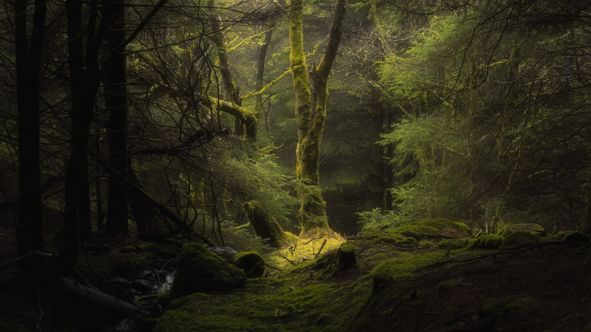 A serene forest scene with moss-covered trees and soft sunlight filtering through dense foliage, presented in stunning 4K Ultra HD for PC desktop wallpaper.