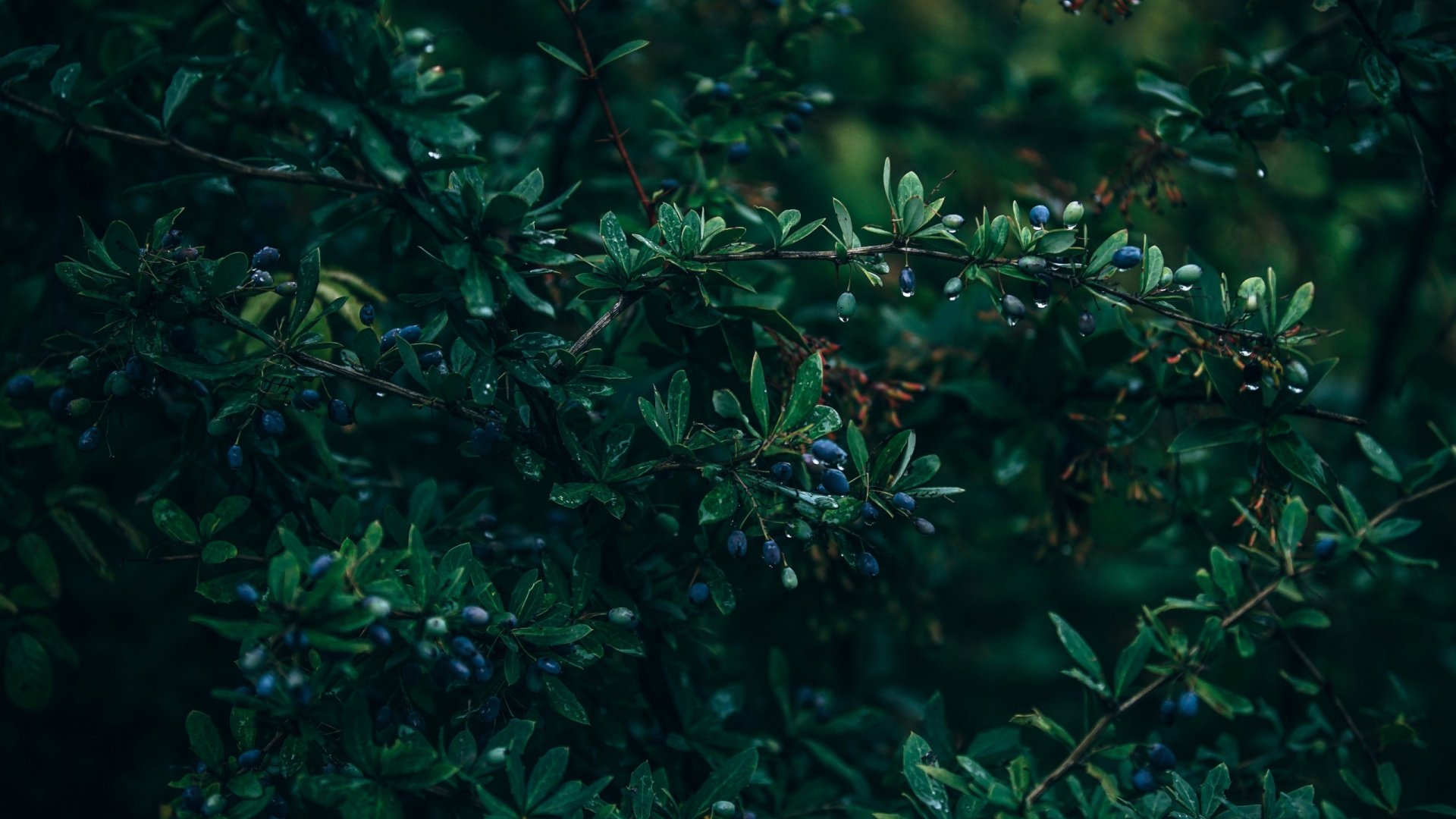 Download Nature Plant HD Wallpaper