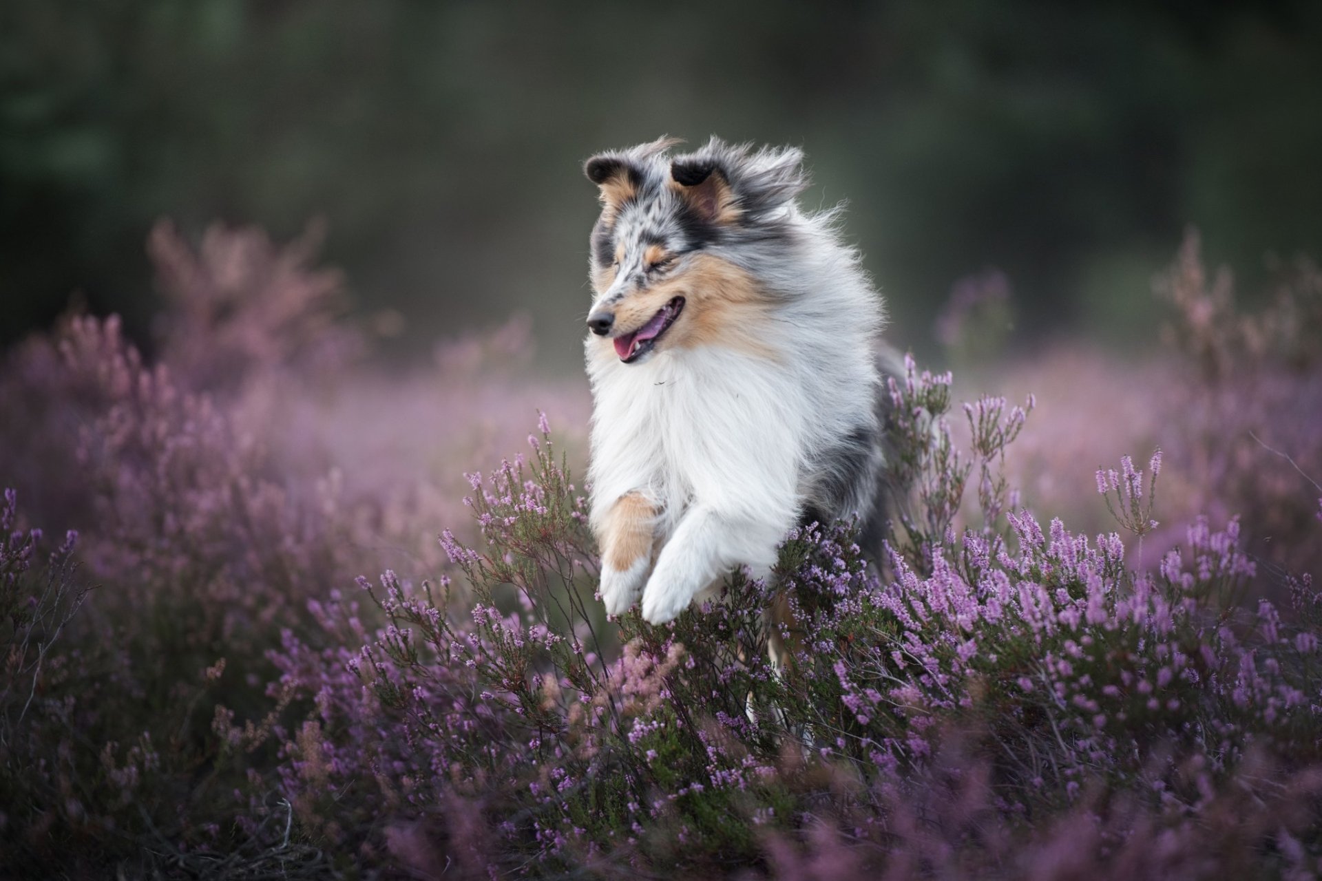 Download Heather Flower Dog Animal Shetland Sheepdog HD Wallpaper