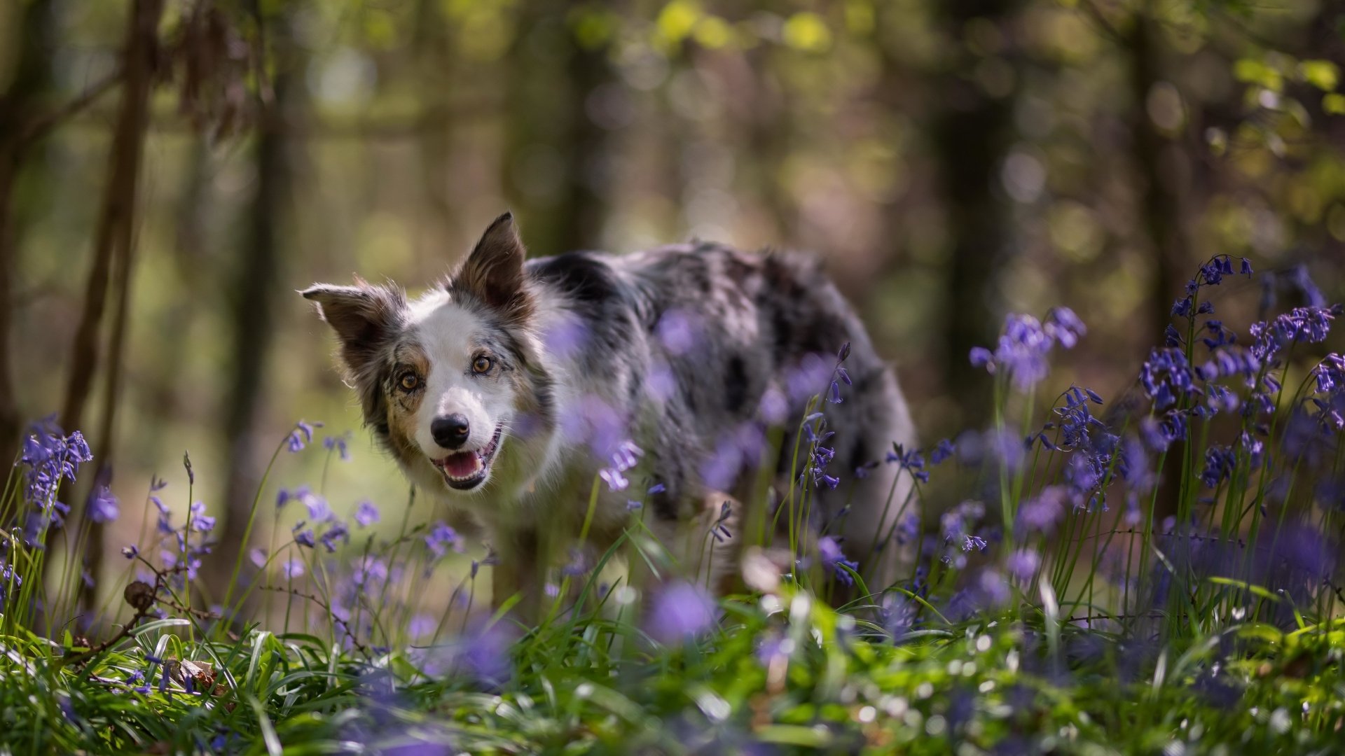 Download Dog Animal Border Collie 4k Ultra HD Wallpaper