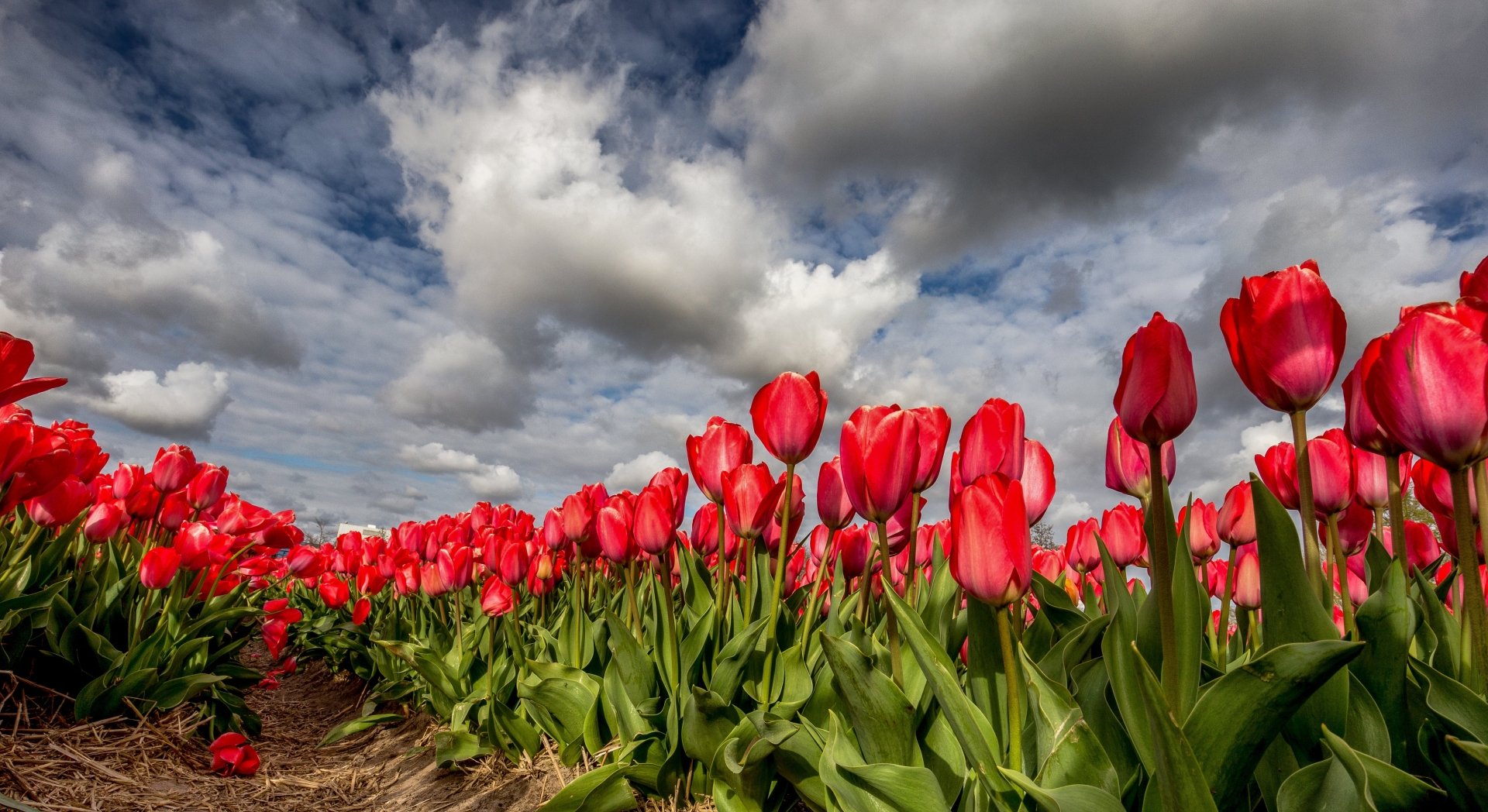 Download Cloud Red Flower Flower Nature Tulip 4k Ultra HD Wallpaper ...