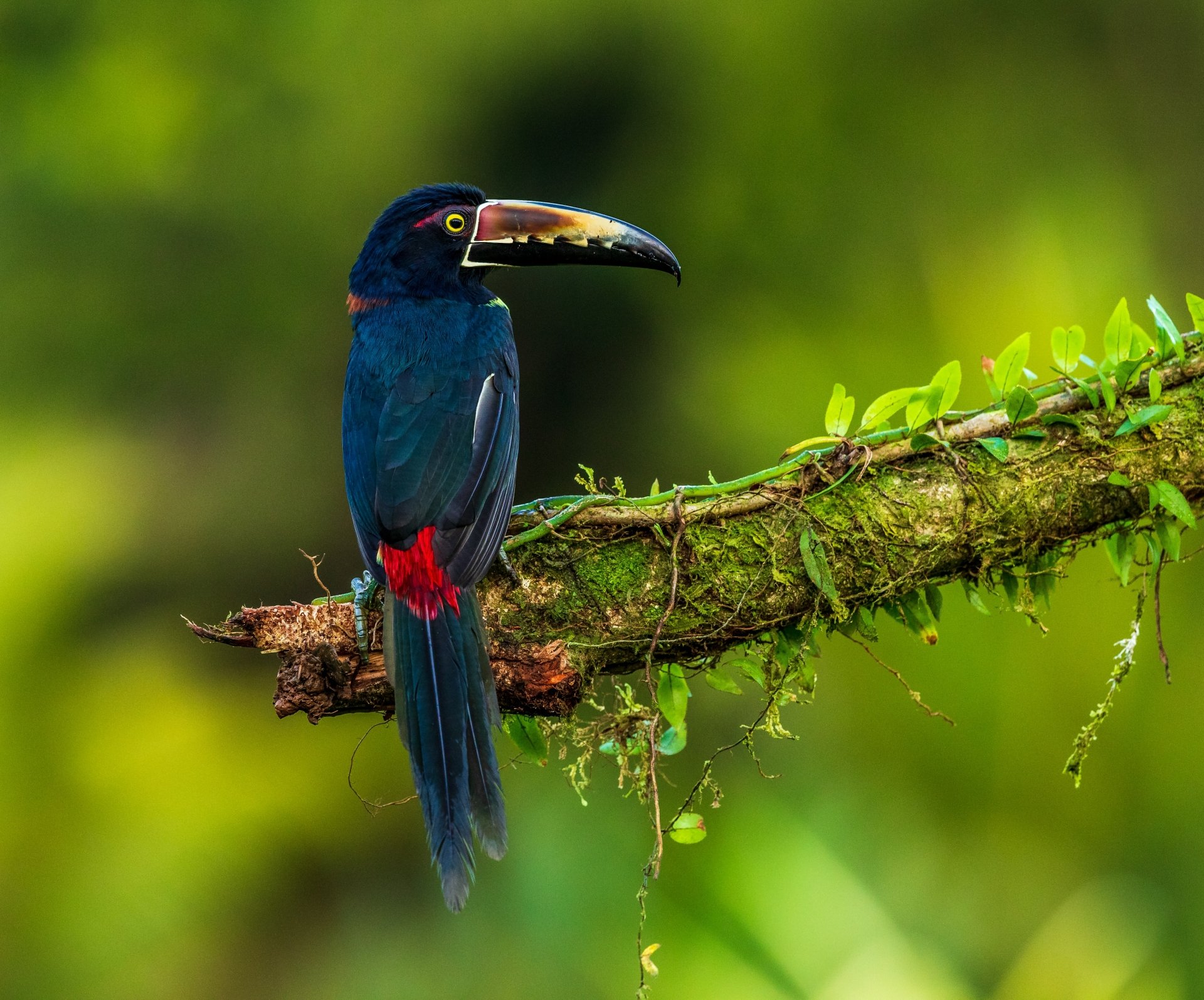A vibrant collared aracari toucan perched on a mossy branch in a lush green forest, captured in stunning 4K Ultra HD detail.