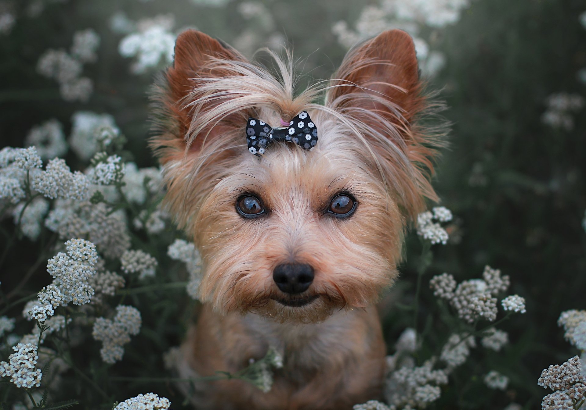 Download Dog Animal Yorkshire Terrier HD Wallpaper