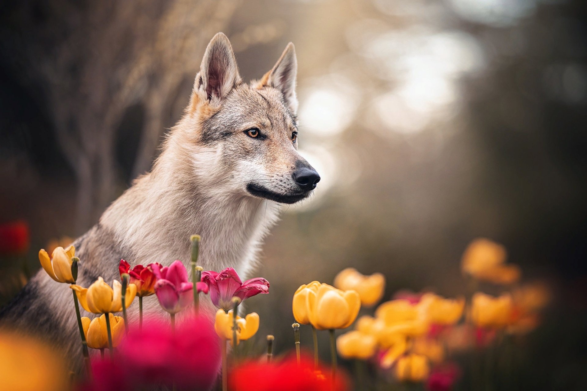 Download Depth Of Field Flower Animal Dog HD Wallpaper | 2048x1365 ...