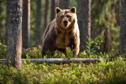 Brown bear standing in a sunlit forest clearing, surrounded by trees and undergrowth — 2K Quad HD PC desktop wallpaper/background.