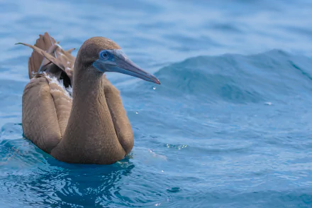 A Brown Booby bird floats gracefully on the sea, captured in vibrant 4K Ultra HD detail as a stunning PC desktop wallpaper and background.