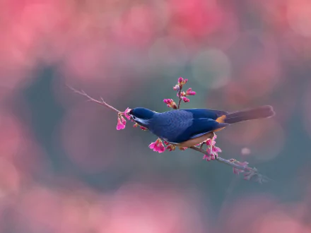 A white-eared sibia perched on a delicate pink flowering branch against a soft, colorful blurred background in 4K Ultra HD detail.