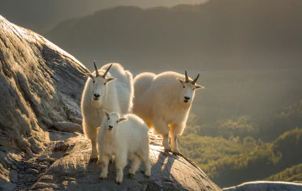 baby animal goat Animal mountain goat HD Desktop Wallpaper | Background Image