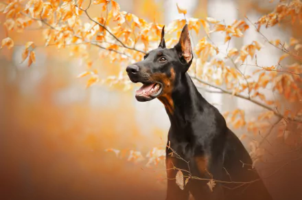 HD PC desktop wallpaper of a Doberman Pinscher dog (Animal) standing alert among golden autumn leaves, black-and-tan coat and focused expression.