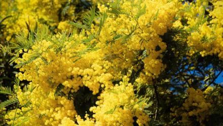 wattle nature mimosa HD Desktop Wallpaper | Background Image