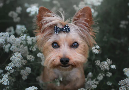 dog Animal yorkshire terrier HD Desktop Wallpaper | Background Image