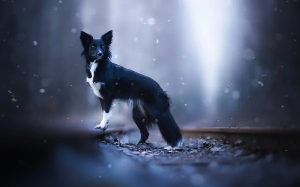 depth of field Animal dog Black Dog HD Desktop Wallpaper | Background Image