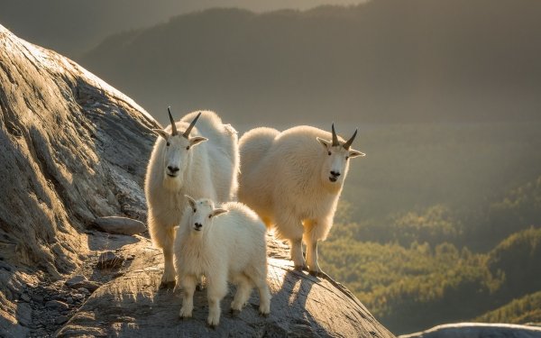 Animal Mountain Goat Goat Baby Animal HD Wallpaper | Background Image