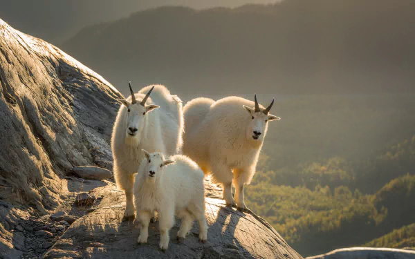 Three mountain goats, including a baby, stand on rocky terrain with a sunlit valley in the background, captured in an HD PC desktop wallpaper.