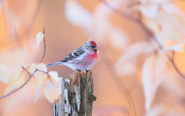 HD desktop wallpaper featuring a common redpoll bird perched on a weathered tree stump with soft, warm-toned blurred foliage in the background.