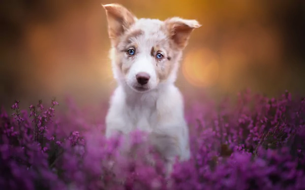 baby animal heather puppy dog Animal border collie HD Desktop Wallpaper | Background Image