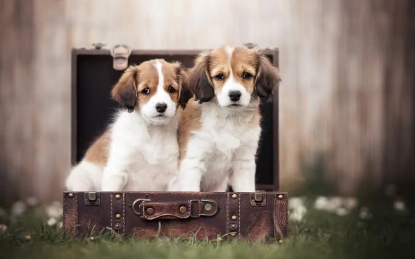  Two Puppies Sitting in a Vintage Suitcase