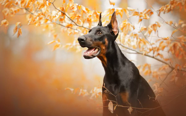 HD PC desktop wallpaper of a Doberman Pinscher dog (Animal) standing alert among golden autumn leaves, black-and-tan coat and focused expression.