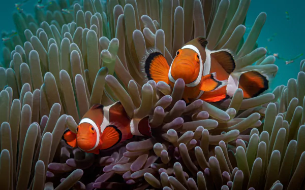 HD PC desktop wallpaper background showing two orange-and-white clownfish (fish, animal) nestled among sea anemone tentacles against a teal ocean backdrop.