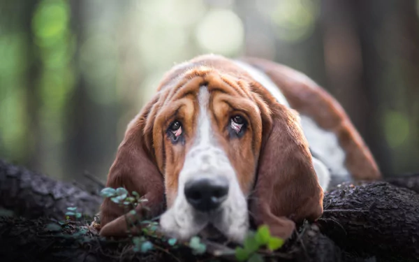 dog Animal basset hound HD Desktop Wallpaper | Background Image