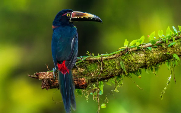 A vibrant collared aracari toucan perched on a mossy branch in a lush green forest, captured in stunning 4K Ultra HD detail.